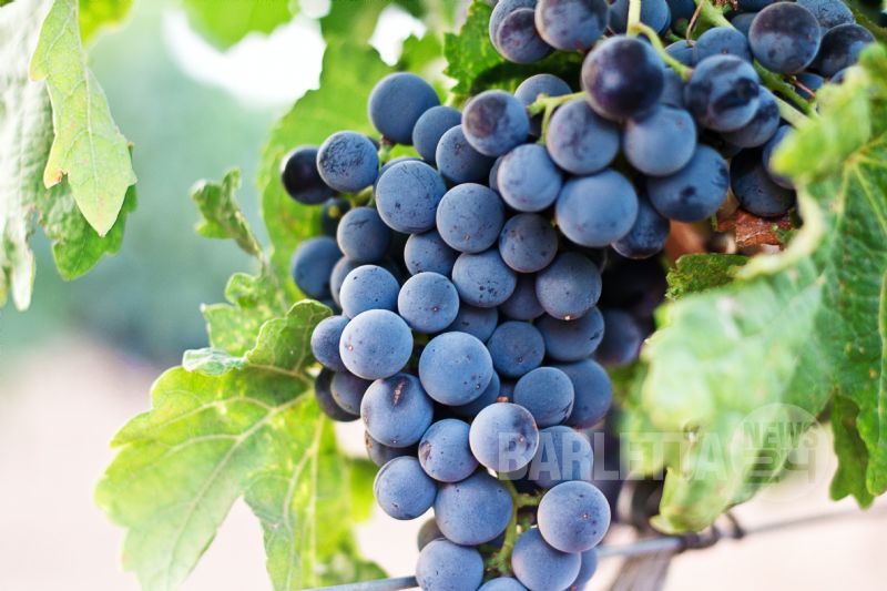 Barletta NEWS24 | Campagna vitivinicola in Puglia, Longo: "Tuteliamo i produttori  di uva"